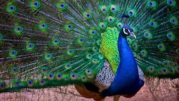 UP Man Beats Peacock To Death