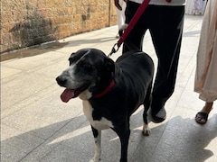 'Goa', Ratan Tata's Dog, Seen At Funeral Venue For Final Goodbye