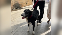 'Goa', Ratan Tata's Dog, Seen At Funeral Venue For Final Goodbye