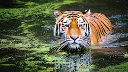 Woman Mauled To Death By Tiger Near Her House In Uttarakhand: Police