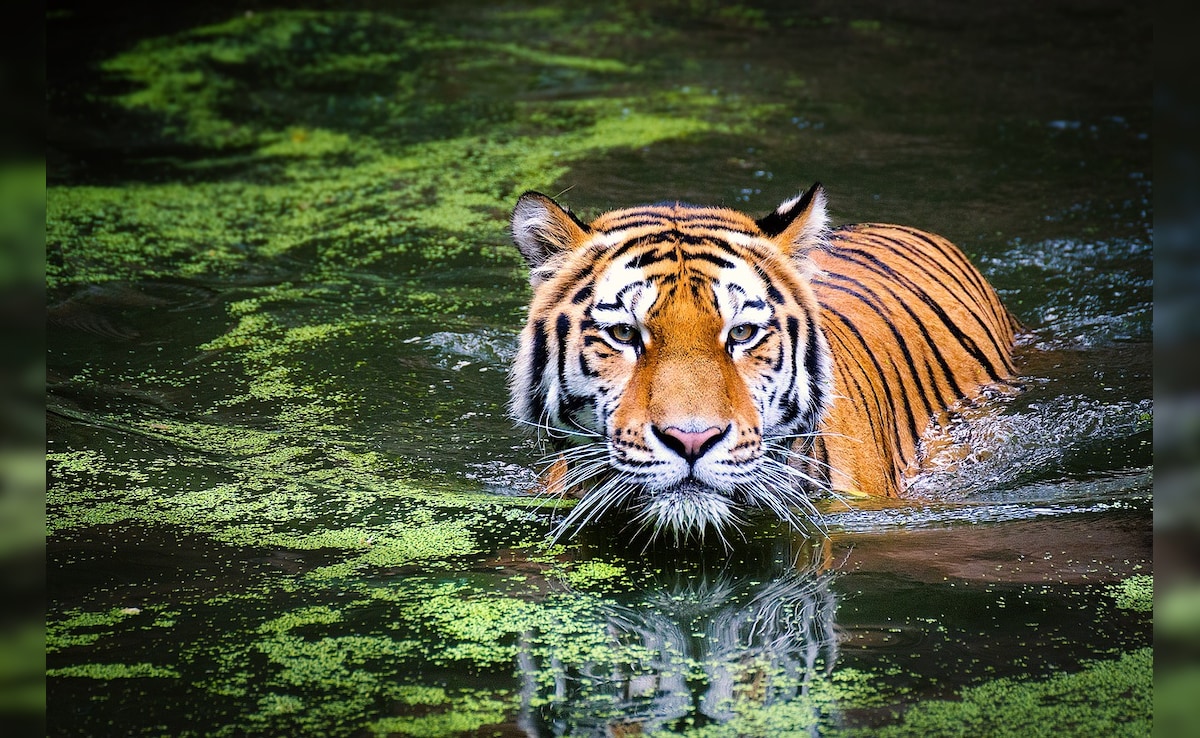 Tigers Changing Stripes, Preying More Actively On Humans: Study