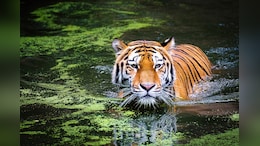 Tigers Changing Stripes, Preying More Actively On Humans: Study