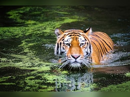 Tigers Changing Stripes, Preying More Actively On Humans: Study