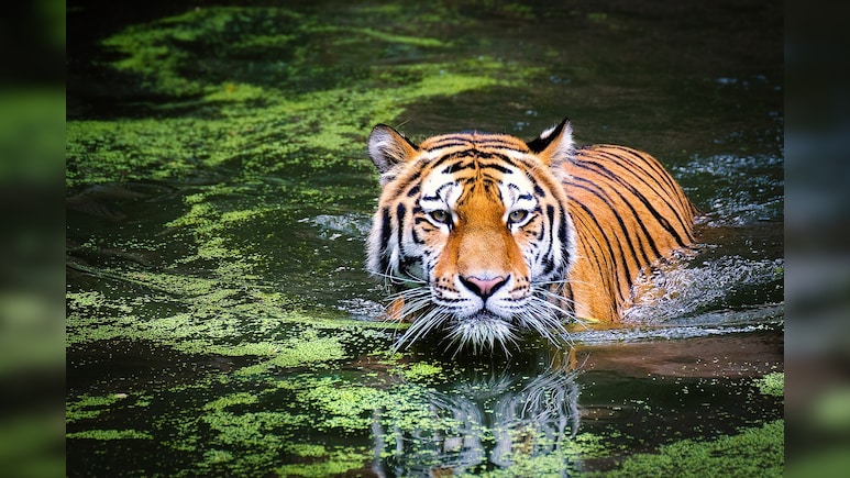 Tigers Changing Stripes, Preying More Actively On Humans: Study