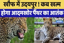 Udaipur Panther News : खौफ में उदयपुर ! कब खत्म होगा आदमखोर पैंथर का आतंक Udaipur Panther News : खौफ में उदयपुर ! कब खत्म होगा आदमखोर पैंथर का आतंक