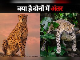 Cheetah vs Leopard: इस तरह कर सकते हैं इन दो जंगली बिल्लियों में अंतर, शरीर के साथ इन चीजों में है अंतर
