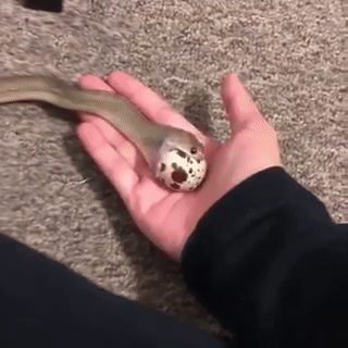 Video: सांप निगल गया सिर से बड़ा अंडा; वीडियो देख लोग कर रहे कमेंट