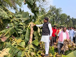 एमपी में आंधी ने तोड़ दी 16 गांव के 350 केला किसानों की कमर, सरकार से लगाई मदद की गुहार एमपी में आंधी ने तोड़ दी 16 गांव के 350 केला किसानों की कमर, सरकार से लगाई मदद की गुहार