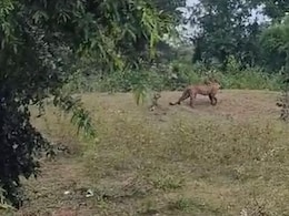 "Aaja, Aaja, Aaja": They Were Recording Video Of Leopard In Field, It Mauled 3 "Aaja, Aaja, Aaja": They Were Recording Video Of Leopard In Field, It Mauled 3