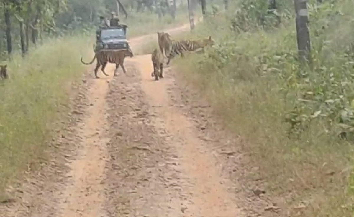 Tiger Reserve: संजय टाइगर रिजर्व में पर्यटकों का मन मोह रहे हैं वनराज, खुले में घूमते दिखे&nbsp;एक&nbsp;साथ&nbsp;इतने&nbsp;बाघ