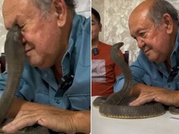 किंग कोबरा की आंखों में आंखें डालकर घूर रहे थे अंकल, फिर सांप ने गुस्से में जो किया, डर से कांप जाएंगे आप