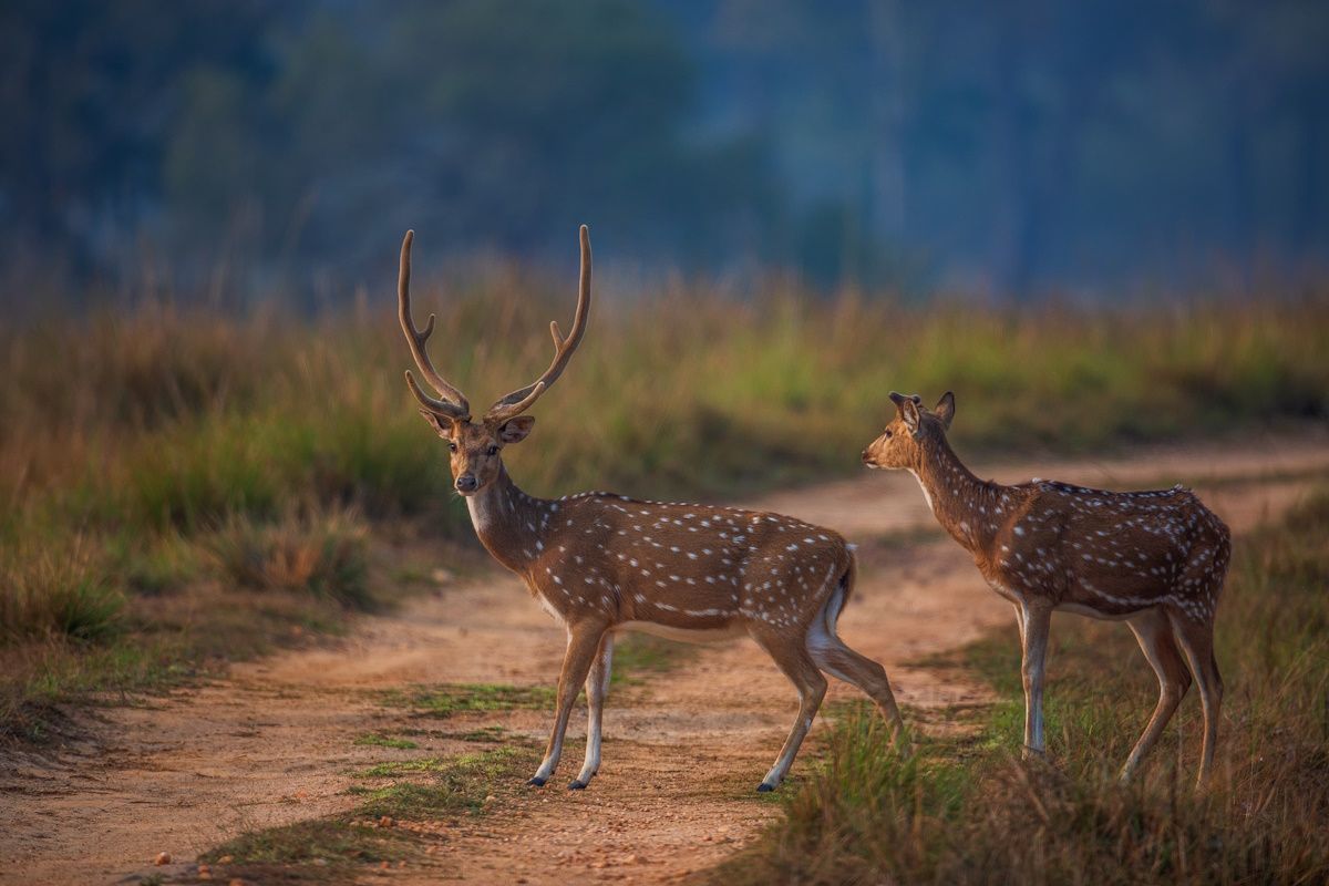 Exploring Madhya Pradesh's Top National Parks: Part 2 by Rashi Choudhary