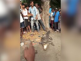 Video: Crocodile Sparks Panic In Kanpur, But Some Seize A Photo Opportunity Video: Crocodile Sparks Panic In Kanpur, But Some Seize A Photo Opportunity