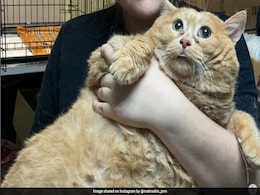 "Great Loss": World's Fattest Cat Crumbs Dies Weeks After Joining Fat Camp "Great Loss": World's Fattest Cat Crumbs Dies Weeks After Joining Fat Camp