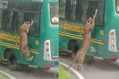 Watch: Leopard Tries To Enter Safari Bus After Leaping Through Window Watch: Leopard Tries To Enter Safari Bus After Leaping Through Window