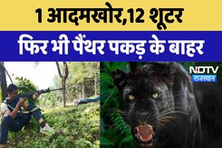 Leopard Terror in Udaipur: 1आदमखोर 12 शूटर, फिर भी पैंथर पकड़ के बाहर | Latest News | Breaking News Leopard Terror in Udaipur: 1आदमखोर 12 शूटर, फिर भी पैंथर पकड़ के बाहर | Latest News | Breaking News