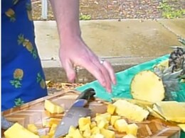 USA Man Sets Guinness World Record By Peeling And Slicing Pineapple In Seconds