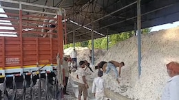 Production अधिक, Demand कम! बड़वानी मंडी में कम दाम पर कपास बिकने से निराश हैं किसान