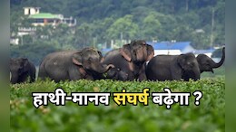 'मिर्ची मशाल ट्रेनिंग' हाथियों को और भड़काएगा जनाब ! पांच सालों में जा चुकी हैं 245 जानें