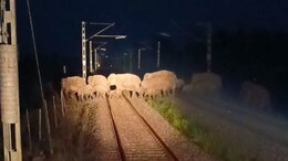 Video: AI Safety System Stops Train As Elephants Cross Tracks In Assam