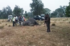 10 Elephants Died In Madhya Pradesh's Bandhavgarh Tiger Reserve, 2 Officials Suspended 10 Elephants Died In Madhya Pradesh's Bandhavgarh Tiger Reserve, 2 Officials Suspended
