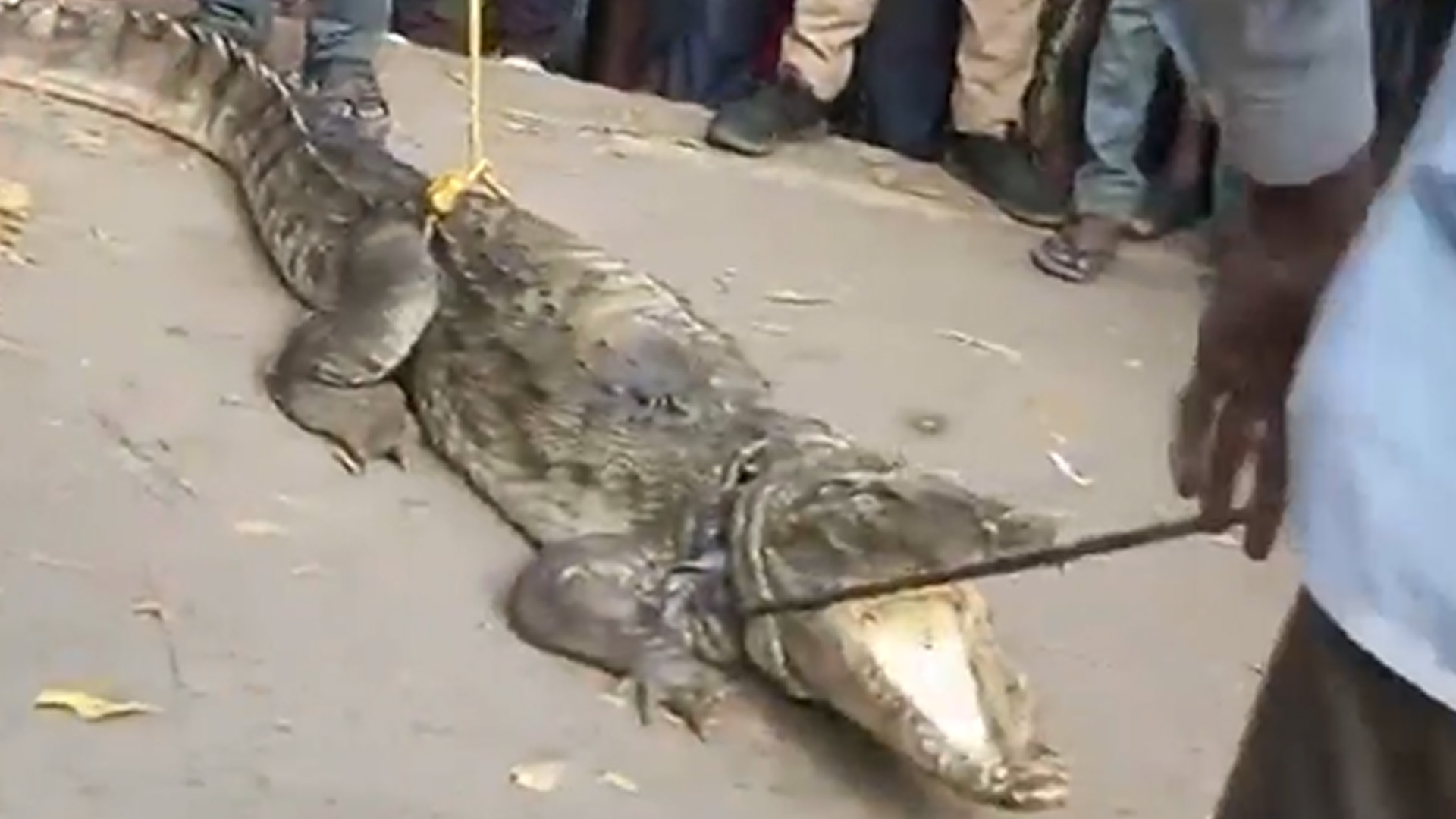 Panic And Photo Opportunity As Crocodile Spotted In Kanpur