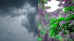 MP Weather News: बेवफा हुआ मौसम! कहीं तेज धूप तो कहीं तेज बारिश, भोपाल और इंदौर में बरसेंगे बादल