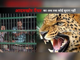 पिंजरे में पूरी रात पॉजिशन लेकर बैठे रहे शूटर्स, 'आदमखोर' पैंथर ने दे दिया चकमा