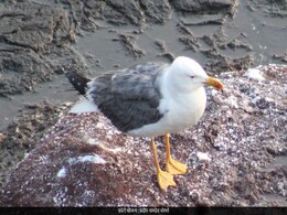 मॉनसून के संग महासागरीय पक्षी : महाराष्ट्र के समुद्रतट का प्राकृतिक चमत्कार मॉनसून के संग महासागरीय पक्षी : महाराष्ट्र के समुद्रतट का प्राकृतिक चमत्कार