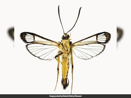New Species Of Moth Travelled More Than 7,000 Km In Woman's Bag New Species Of Moth Travelled More Than 7,000 Km In Woman's Bag