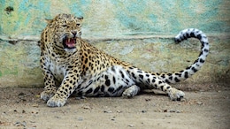 Udaipur Leopard Attack: गोगुंदा में आदमखोर तेंदुए के हमले से एक और महिला की मौत, अब तक 8 की ले चुका है जान