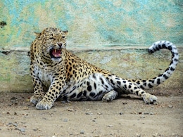 Udaipur Leopard Attack: गोगुंदा में आदमखोर तेंदुए के हमले से एक और महिला की मौत, अब तक 8 की ले चुका है जान