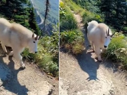 पहाड़ी बकरी ने ट्रैकिंग के लिए गए लोगों को ऐसे दिया सरप्राइज, अद्भुत खूबसूरती ने सबको किया हैरान, लाखों बार देखा गया Video पहाड़ी बकरी ने ट्रैकिंग के लिए गए लोगों को ऐसे दिया सरप्राइज, अद्भुत खूबसूरती ने सबको किया हैरान, लाखों बार देखा गया Video