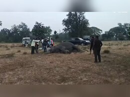 Elephant Die: बांधवगढ़ में अब तक 9 हाथियों की हुई मौत, इसलिए, गजराज तोड़ रहे हैं दम ! Elephant Die: बांधवगढ़ में अब तक 9 हाथियों की हुई मौत, इसलिए, गजराज तोड़ रहे हैं दम !