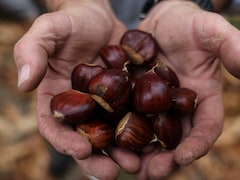 Drought And Heat Hit Greece's Chestnut, Harvest Set To Shrink