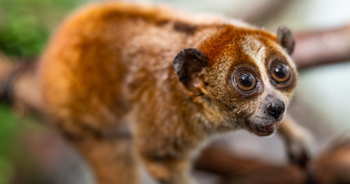 Poisonous Animals Found In The Wild