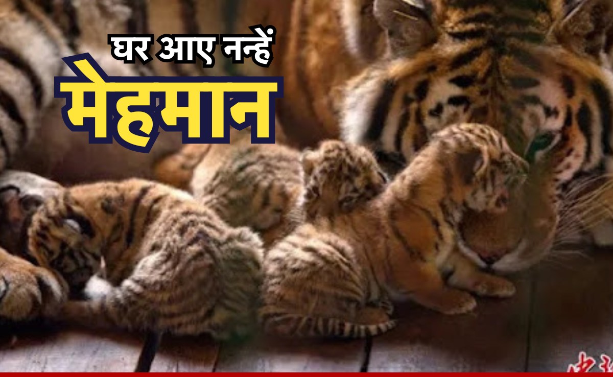 पन्ना टाइगर रिजर्व में आए 4 नन्हे मेहमान, चार शावकों के साथ बाघिन पी-141 की तस्वीर आई सामने