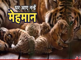 पन्ना टाइगर रिजर्व में आए 4 नन्हे मेहमान, चार शावकों के साथ बाघिन पी-141 की तस्वीर आई सामने पन्ना टाइगर रिजर्व में आए 4 नन्हे मेहमान, चार शावकों के साथ बाघिन पी-141 की तस्वीर आई सामने