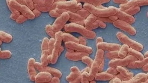 Reporting Leprosy Now Mandatory In Maharashtra, Mandate To Curb Spread