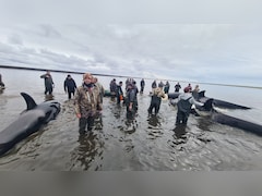 Rescuers Save 4 Stranded Killer Whales In Russia's Kamchatka: Report