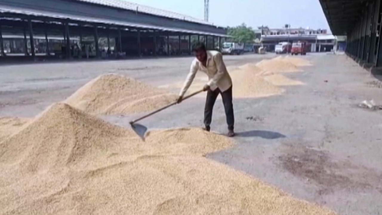 AAP vs Opposition Over Paddy Procurement In Punjab