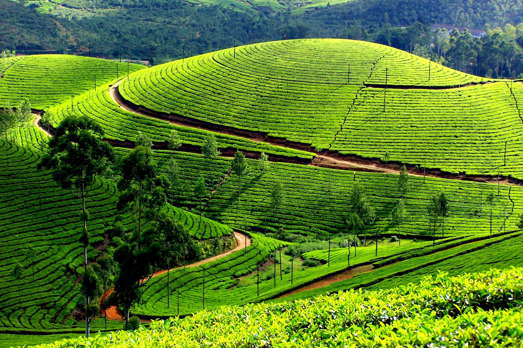 Girl, 8, Raped And Killed At Tea Garden In Assam, 1 Arrested: Cops