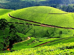 Girl, 8, Raped And Killed At Tea Garden In Assam, 1 Arrested: Cops