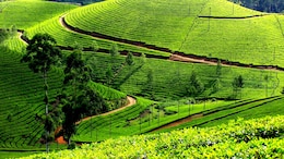 Assam Passes Landmark Bill Granting Land Rights To 3 Lakh Tea Garden Workers