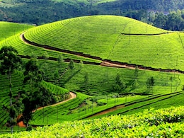 Allow Planting Oil Palm Trees In Assam Tea Gardens: Association To Centre Allow Planting Oil Palm Trees In Assam Tea Gardens: Association To Centre