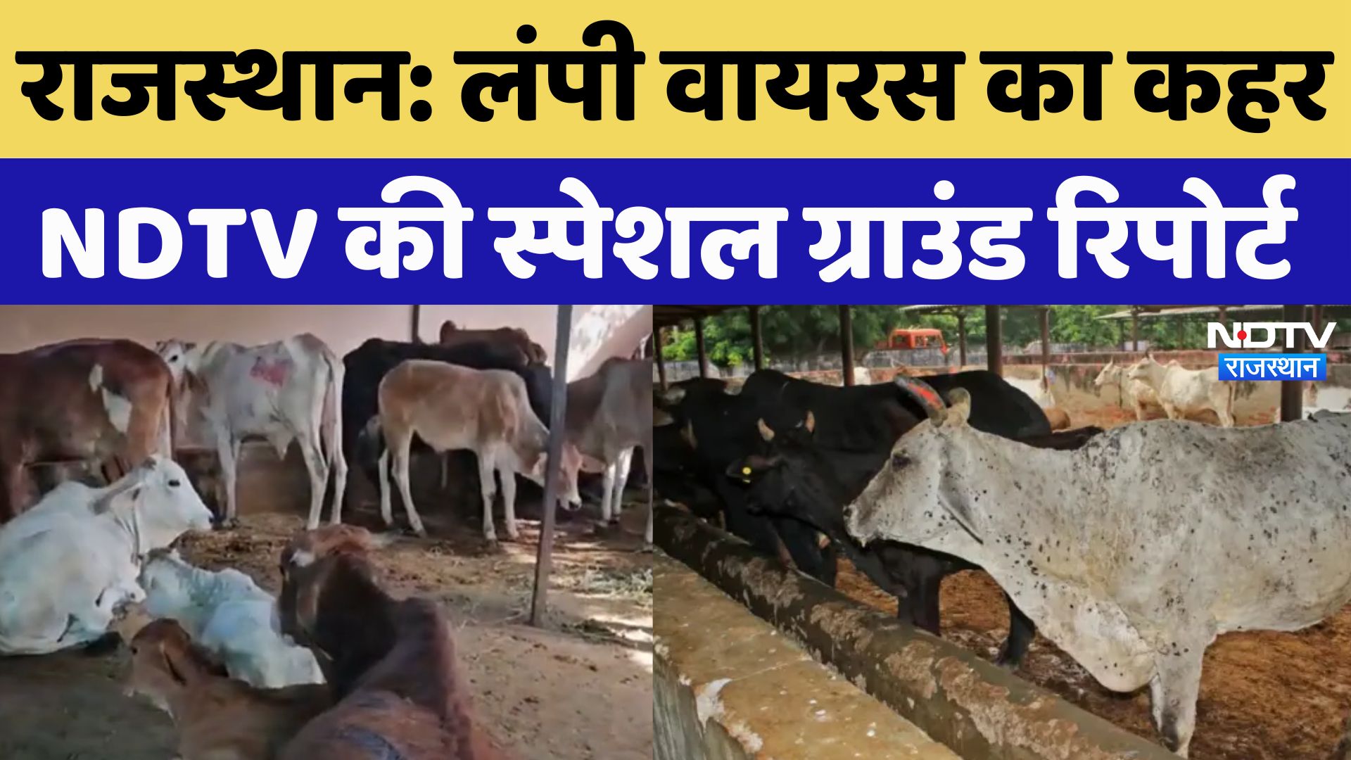 Rajasthan के Kota में Lumpy Virus का कहर, सामने आए डराने वाले आंकड़े | NDTV Special Ground Report