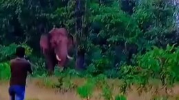 Selfie Gone Wrong: Wild Elephant Tramples Labourer To Death In Maharashtra