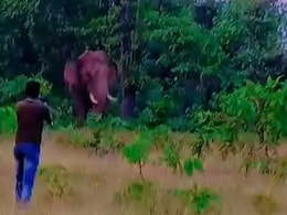 Selfie Gone Wrong: Wild Elephant Tramples Labourer To Death In Maharashtra Selfie Gone Wrong: Wild Elephant Tramples Labourer To Death In Maharashtra