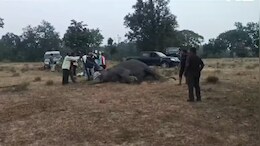 Elephant Dies: बांधवगढ़ में 9 हाथियों की मौत से मचा हड़कंप, जांच के लिए 100 से अधिक वन कर्मियों ने जंगल में डाला डेरा