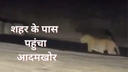 उदयपुर शहर के पास 5 किमी एरिया में 3 लेपर्ड, सड़क पर घूमते आया नजर, लोगों में दहशत